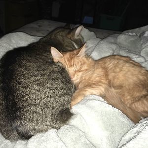 Meet your Posher, Julian